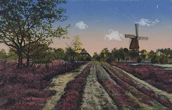 Landscape in the Lueneburg Heath with heather and a mill, Lower Saxony