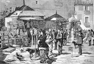 Bird Market in St. Andres Square in Madrid,1880