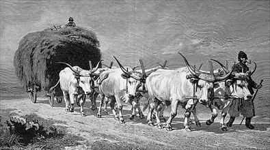 Haymaking in 1895 with a six-horse ox team, Hungary