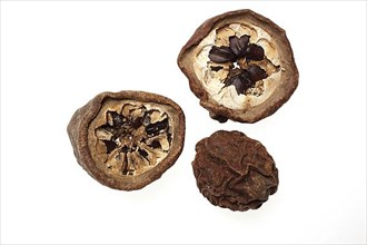 Medicinal plant, dried fruits of finger-leaved akebia