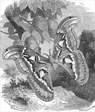 Atlas moth,