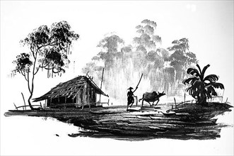 Farmer ploughing with an ox, Cottage