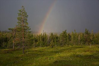 Riisitunturi with thunderstorm atmosphere and rainbow, Riisitunturi National Park