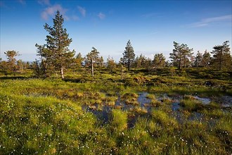 Slope bog on Riisitunturi, Riisitunturi National Park