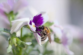 Hairy-footed flower bee,