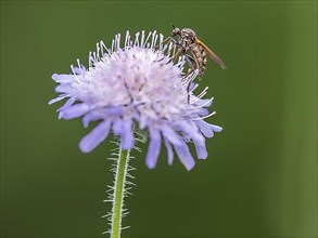 Fly collecting nectar on field widow's-flower, also field scabious