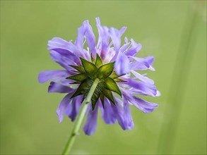 Field widow's-flower, also field scabious