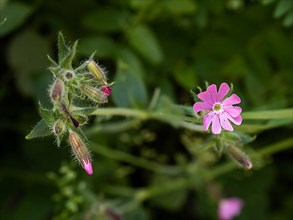 Red campion,