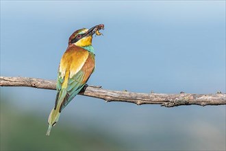 European Bee-eater,