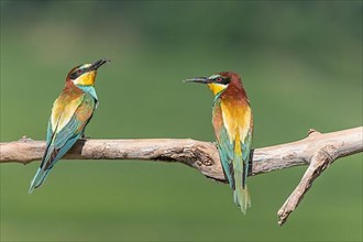 Two european Bee-eater,