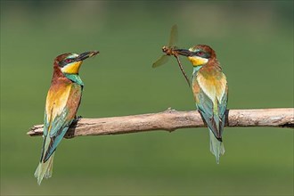 Two european Bee-eater,