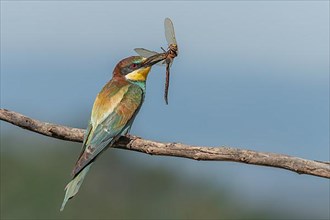 European Bee-eater,