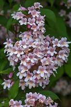 Flowers of a weigela,