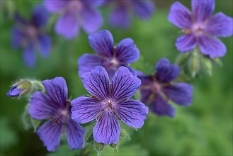Large-flowered meadow cranesbill,
