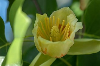 Flower of the tulip tree,