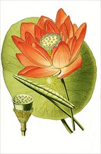 Nelumbium speciosum, Indian lotus