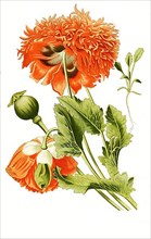 Opium Poppy,