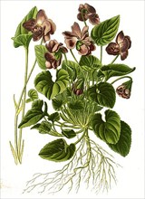 Viola odorata var parmensis, Parma Violet