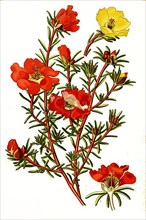 Moss-rose purslane,