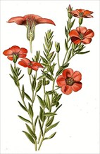 Linum grandiflorum, Garden Flax