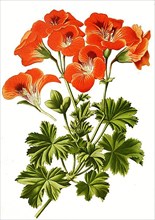 Pelargonium grandiflorum, Pelargonium