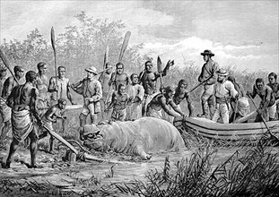 Hunting hippo in Angola in West Africa, the killed animal is surrounded by the hunting party and local hunting assistants