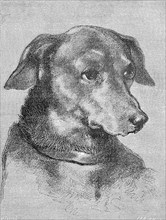 Portrait of a Dachshund, digitally restored reproduction of an original from the 19th century