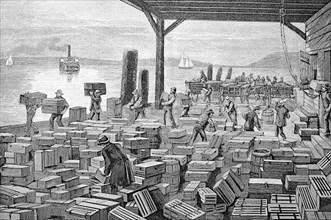 Shipment of grapes in America, stacking yard with crates of fresh grapes to be loaded onto a steamer