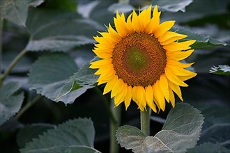 Single flower of a sunflower,