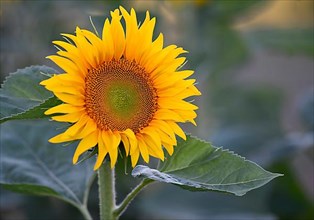 Single flower of a sunflower,