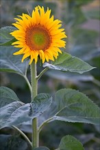 Single flower of a sunflower,