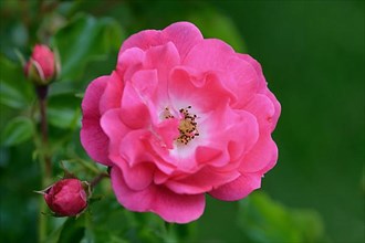 Flower of the rose 'Heidetraum', pink