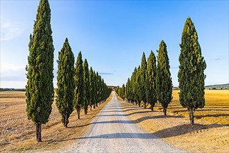 Cypress avenue as driveway to a country house, near Asciano