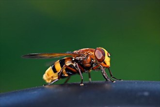 Hornet hoverfly, also hornet mimic hoverfly