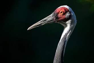 White-naped crane,