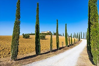 Cypress-lined driveway to a country house, near Pienza