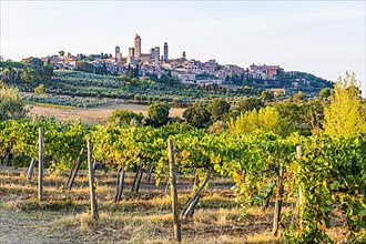 Vines, panoramic view of San Gimignano in the evening light