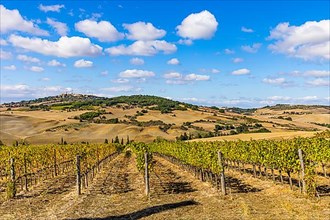 Vineyards in hilly landscape, view from Monticchiello