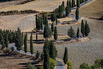 Winding road with cypress trees,