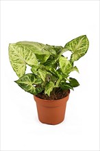 Tropical Syngonium Podophyllum Arrow houseplant in flower pot isolated on white background,