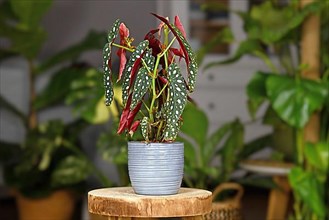 Tropical Begonia Maculata houseplant with white dots in gray ceramic flower pot on wooden plant stand,