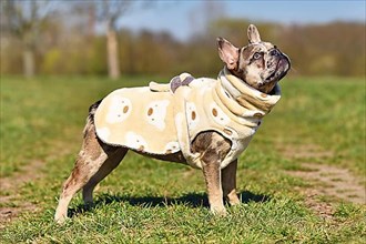 Merle colored French Bulldog dogs wearing bathrobe made from fleece fabric to dry faster after swimming,