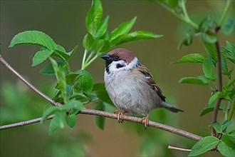 Eurasian tree sparrow,