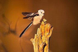 Long-tailed tit,