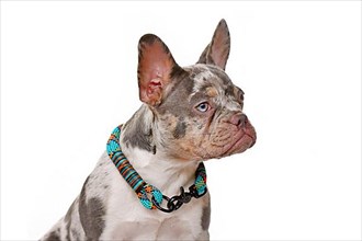 Portrait of Merle tan colored French Bulldog dog with collar on white background,