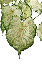 Leaf of topical 'Caladium Candyland' houseplant on white background,