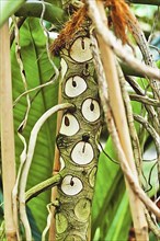 Trunk of exotic 'Thaumatophyllum' plant with shed leaves leaving scars that look like eye like markings on trunk,
