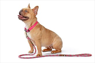 Side view of red fawn French Bulldog dog wearing pink collar with rope leash on white background,