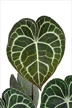 Beautiful leaf of tropical 'Anthurium Clarinervium' houseplant with lace pattern on white background,