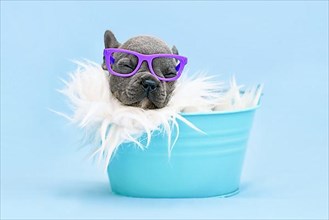 Funny French Bulldog dog puppy with reading glasses sleeping in bucket on blue background,